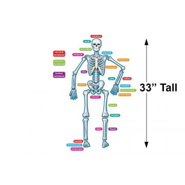 Human Skeleton Magnet Kit, 40 pieces