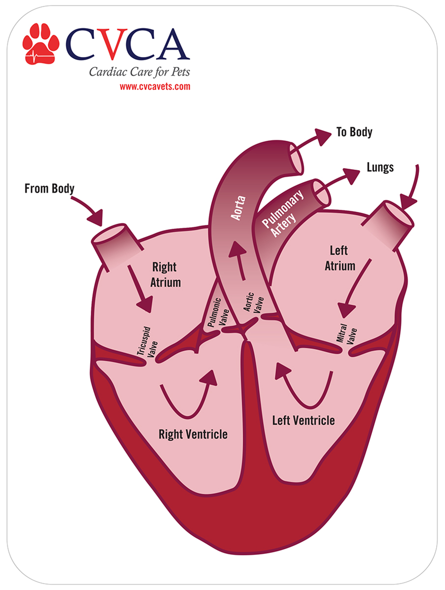 Cardiac Care Diagram